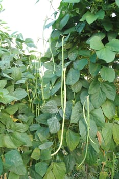 long bean field