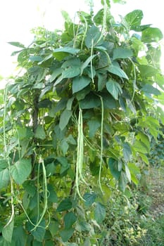 long bean field