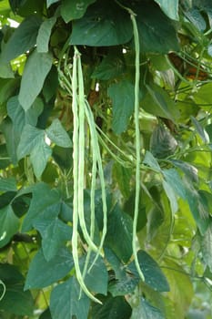 long bean field