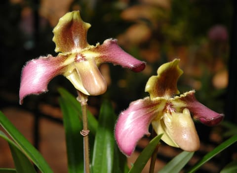 paphiopedilum hirsutissimum