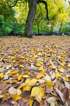 Fall Leaves in Portland Oregon Downtown Park in Autumn Season