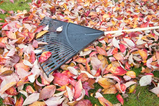 Garden Rake Laying on Pile of Dogwwod Tree Fallen Leaves in Autumn Season