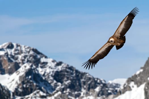 Griffon vulture in front of an alpine backdrop