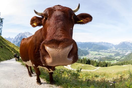 Cow on the path in front of a mountain backdrop