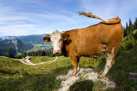 Cow on pasture in front of mountain backdrop
