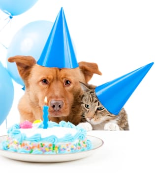 Dog and cat Birthday party with cake