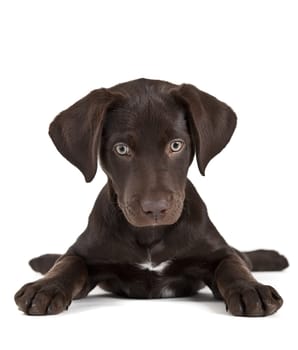 Cute puppy on white background facing camera