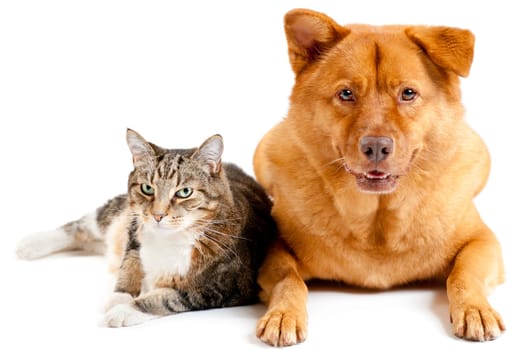 Cat and dog on white background