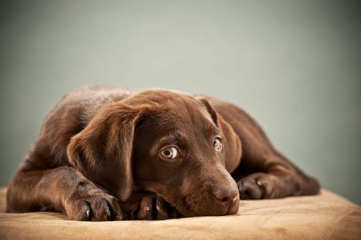 Puppy on ottoman with pity look