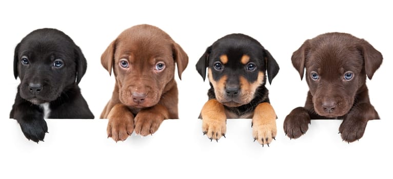 4 puppies showing their paws above white banner