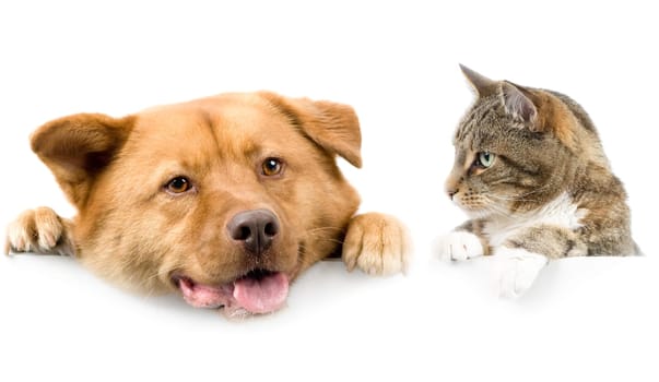 Cat looking at dog above white banner