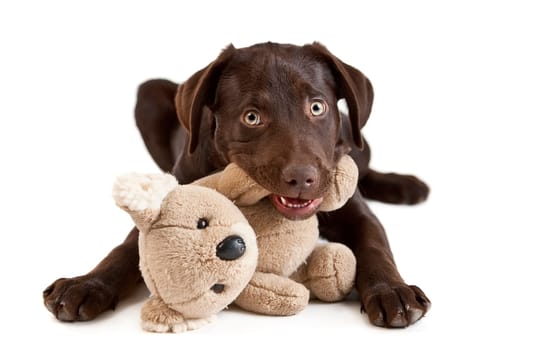 Cute puppy Puppy chewing on stuffed animal. picture on white background