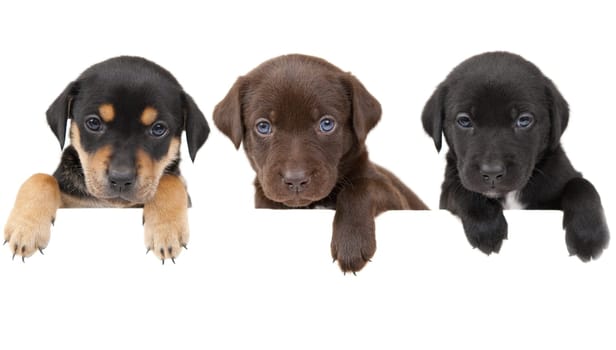 3 puppiesshowing their paws above white banner