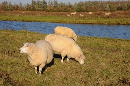 Sheep