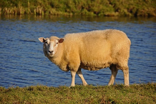 Sheep