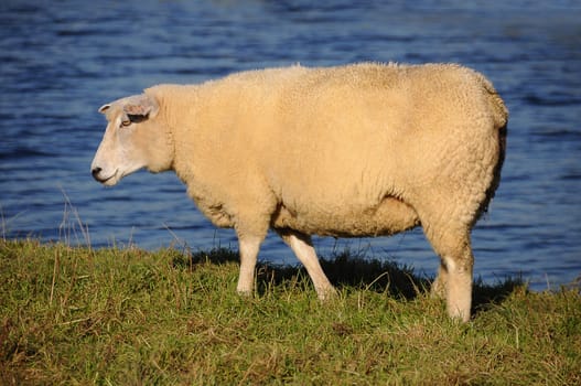 Sheep