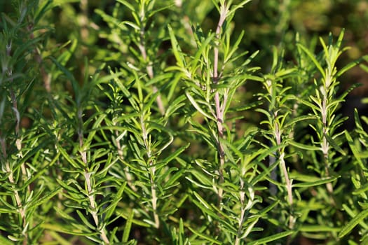 Rosemary