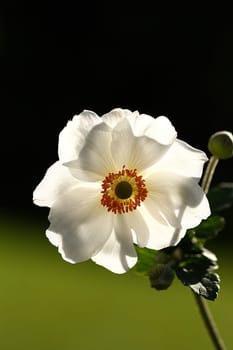 Phlox Blossom