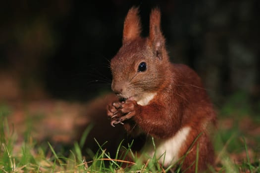 Eichhörnchen_010