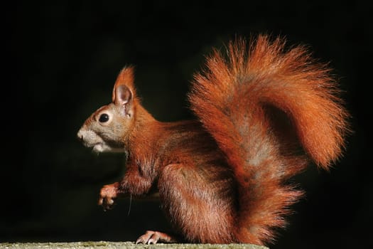 Eichhörnchen_008
