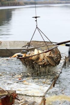 Autumn harvest of carps from fishpond to christmas markets in Czech republic. In Central Europe fish is a traditional part of a Christmas Eve dinner.