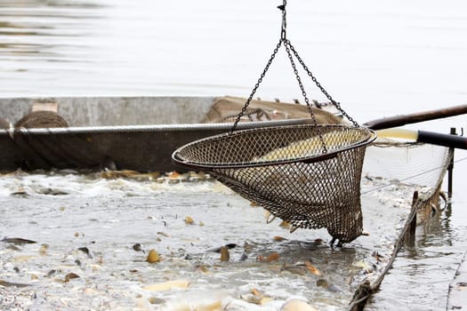 Autumn harvest of carps from fishpond to christmas markets in Czech republic. In Central Europe fish is a traditional part of a Christmas Eve dinner.