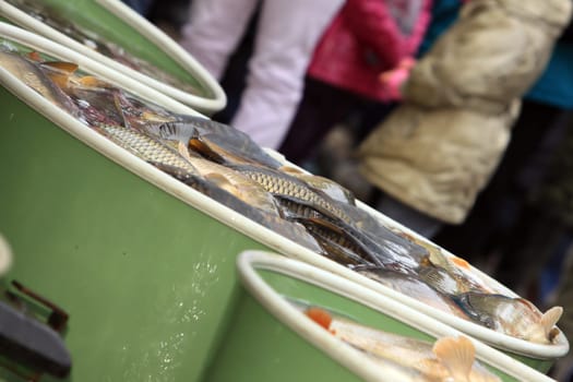 Autumn harvest of carps from fishpond to christmas markets in Czech republic. In Central Europe fish is a traditional part of a Christmas Eve dinner.
