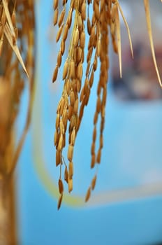 Rice Harvesting a Branch of rice
