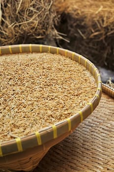 Pile paddy and Rice Harvesting