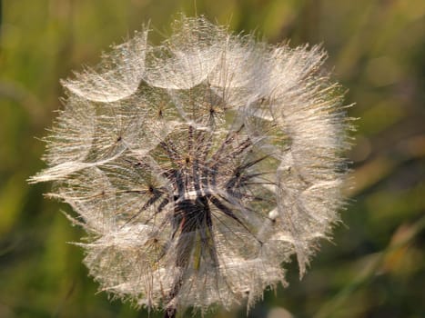 Seed head of the meadow goat's beard (Tragopogon pratensis)