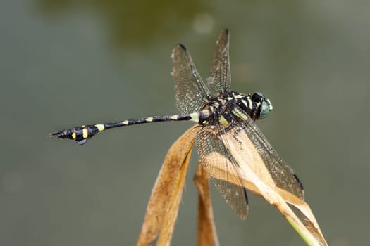 Dragonfly,close-up of insect in the wild