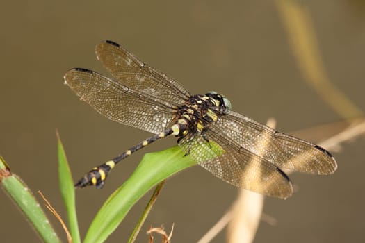 Dragonfly,close-up of insect in the wild