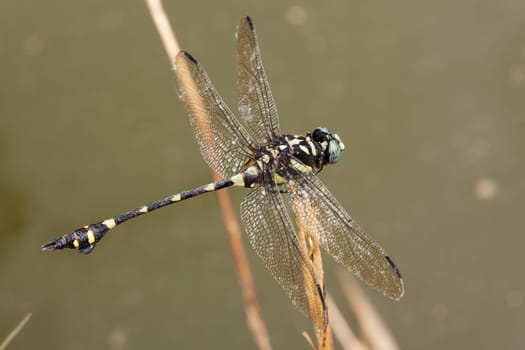 Dragonfly,close-up of insect in the wild