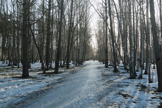 Spring landscape in a birchwood