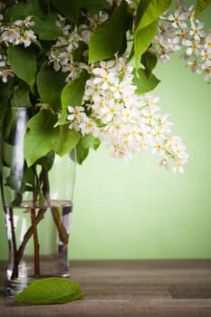 Bouquet of a blossoming bird cherry in a vase on a table