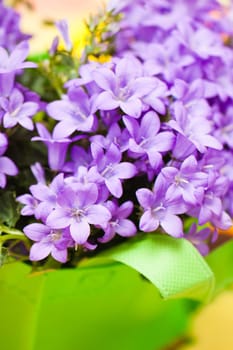 campanula blue a close up