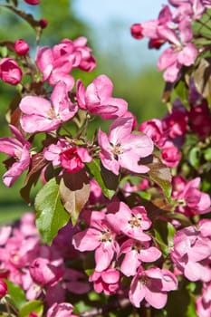 Magnolia blossoming in park, close up