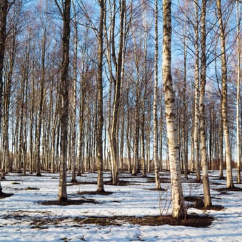 Spring landscape in a birchwood