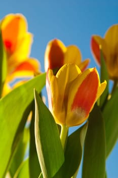 Red-yellow tulips on a background of the blue sky