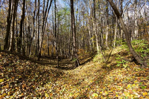 Forest in autumn,foliage covers the ground