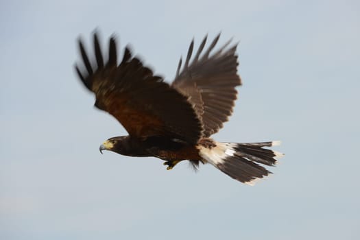 Harris Hawk (bird of prey) flying with blue background.