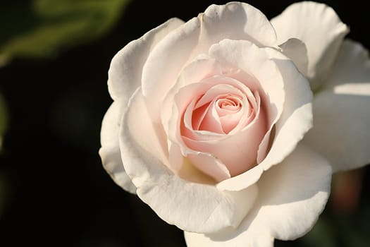 rose without hip without rosehip
