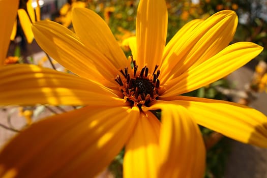 Rudbeckia