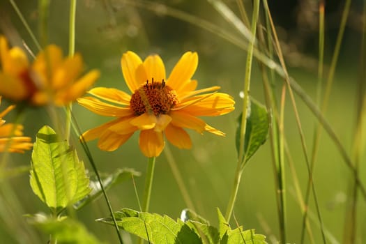 Helenium Garden Sun Bride