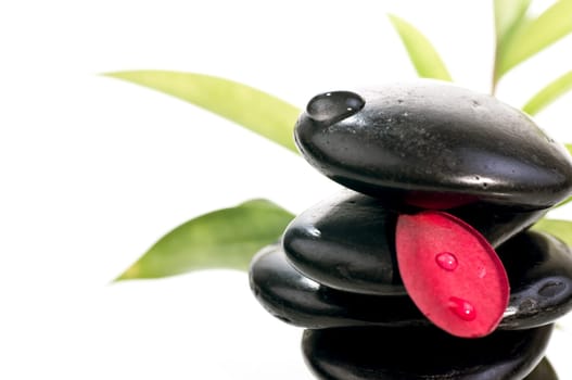 Black zen stones with a red plumeria petal with bamboo plant background