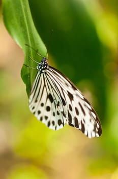 A common tree nymph or idea stolli close up on a green leaf