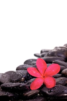 White Plumeria flower on black zen stones with water drops