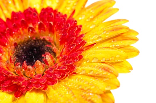 Orange yellow Gerbera extreme close up with water drops over white