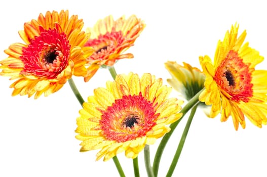 Five orange yellow gerbera flower over white