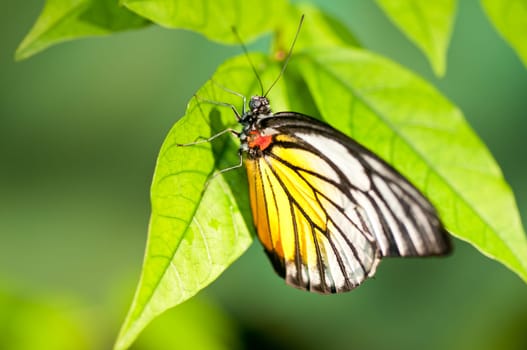 Red spot sawtooth or known as Prioneris philonome themana butterfly close up
